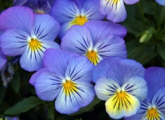 A closeup of flowers on the Utah State campus